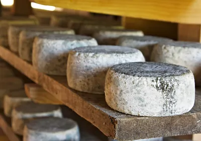Cheese wheels with moldy rinds on a wooden plank